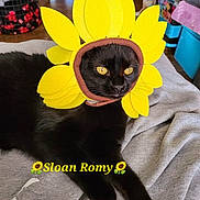 Sloan Romy joined the competition — help win amazing prizes! black_cat, cat, flower_hat, sunflower, pet, animal, indoor, cozy, blanket, laying_down, yellow, text_overlay, home_interior, furniture, domestic_animal, cute, relaxed, face, eyes, orange_cat