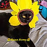 black_cat, cat, flower_hat, sunflower, pet, animal, indoor, cozy, blanket, laying_down, yellow, text_overlay, home_interior, furniture, domestic_animal, cute, relaxed, face, eyes, orange_cat