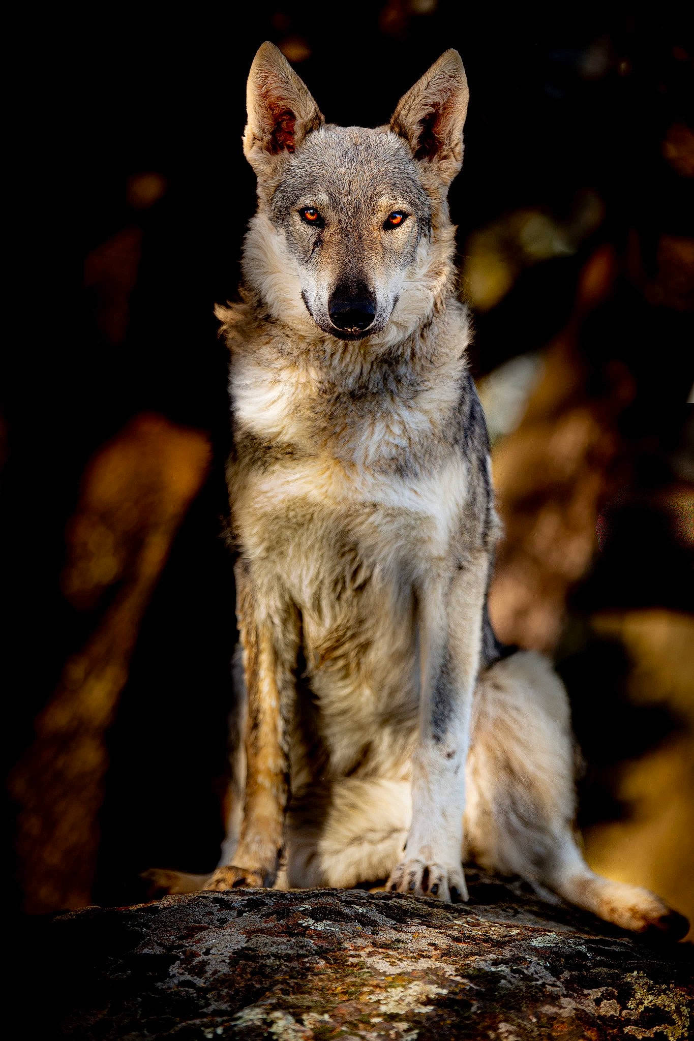 Rumba participe au concours pour gagner de l'argent avec cette photo : canidae, canis, carnivore, dog, dog_breed, fur, snout, tail, terrestrial_animal, tree, whiskers, wolf, wood