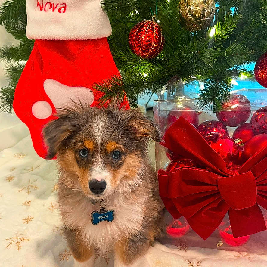 Nova joined the competition — help win amazing prizes! accessories, animal, canine, christmas, christmasdecorations, christmasstocking, clothing, dog, face, festival, gift, head, hosiery, person, pet, photography, plant, puppy, stocking, tree