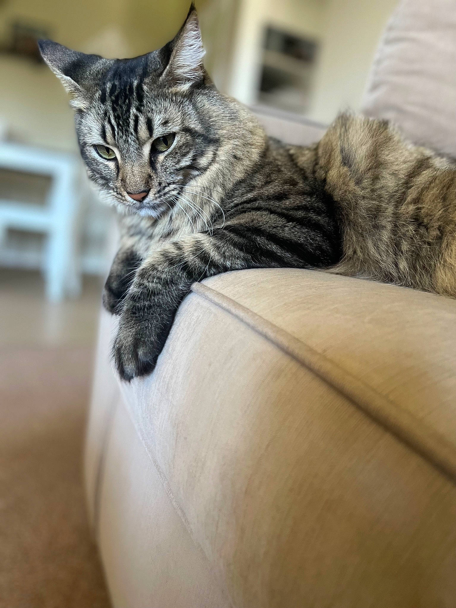 Dillon joined the competition — help win amazing prizes! carnivore, cat, claw, comfort, couch, domestic_short_haired_cat, felidae, flooring, fur, grey, paw, sitting, small_to_medium_sized_cats, tail, terrestrial_animal, whiskers, wood