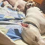 Trix And Dixie is registered to the contest to win money with this photo: animal, bed, blanket, brown_and_white_dog, companion, cozy, cute, dog, domestic, fur, indoor, peaceful, pet, quiet, quilt, relaxation, resting, sleeping, white_dog, wooden_headboard
