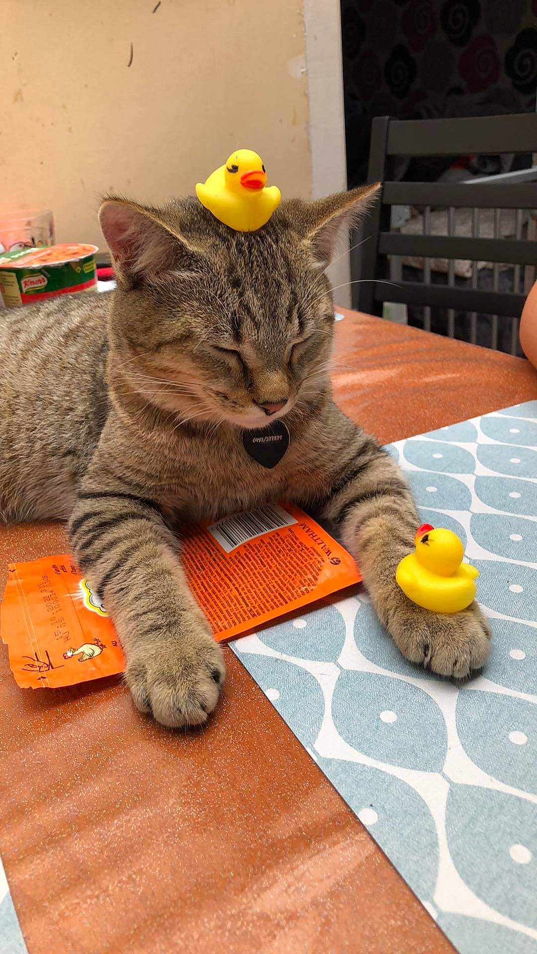 Myllo participe au concours pour gagner de l'argent avec cette photo : art, carnivore, cat, chair, claw, domestic_short_haired_cat, felidae, flooring, fur, paw, play, sitting, small_to_medium_sized_cats, snout, tail, terrestrial_animal, toy, whiskers, wood