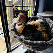 Trixie joined the competition — help win amazing prizes! cat, calico, pet, indoor, window, gray, feline, collar, resting, cozy, bed, fur, animal, domestic, curious, looking, daylight, home, relaxed, portrait