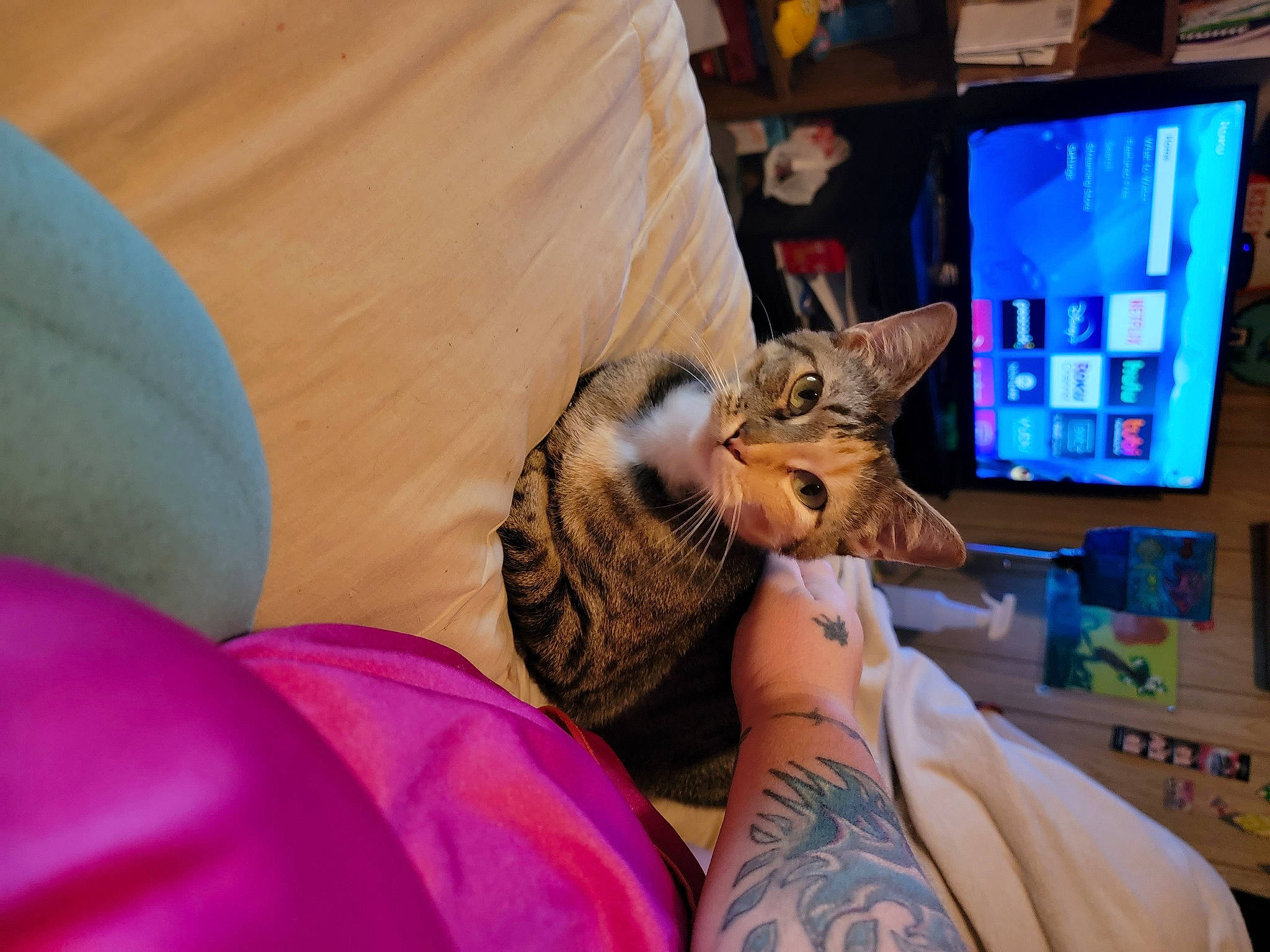 Piper is registered to the contest to win money with this photo: bed, carnivore, cat, comfort, computer, domestic_short_haired_cat, fawn, felidae, fur, human_leg, lap, laptop, linens, nail, personal_computer, room, small_to_medium_sized_cats, temporary_tattoo, thigh, whiskers