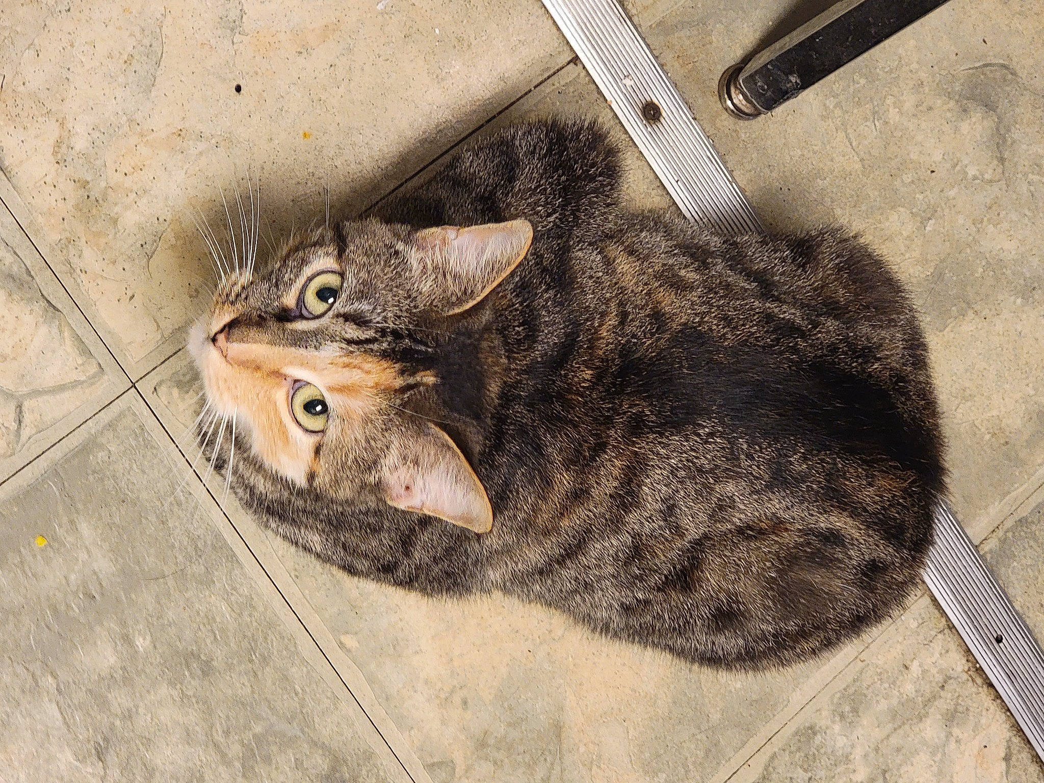 Piper is registered to the contest to win money with this photo: carnivore, cat, domestic_short_haired_cat, felidae, fur, grey, small_to_medium_sized_cats, snout, tail, terrestrial_animal, whiskers