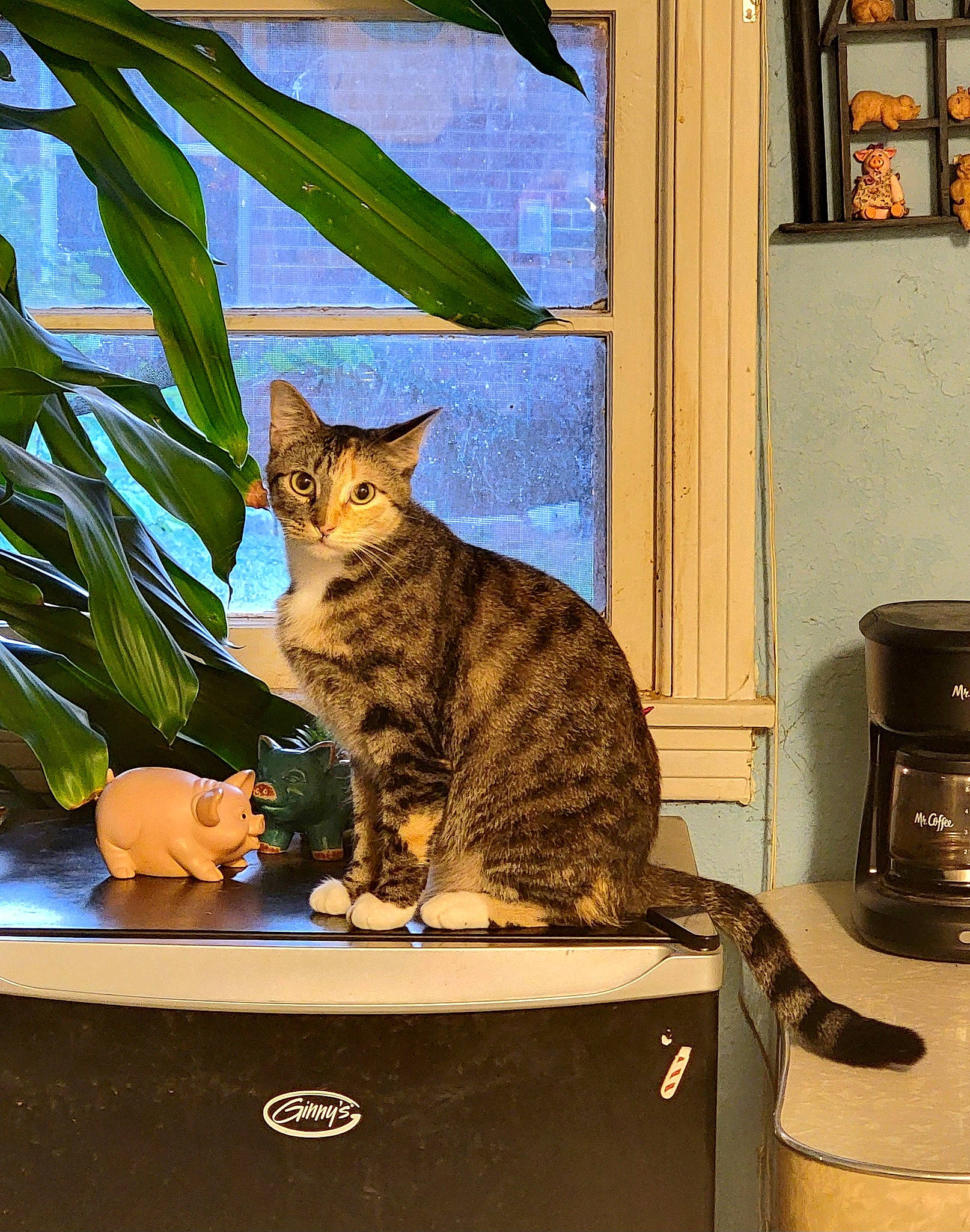 Piper is registered to the contest to win money with this photo: art, carnivore, cat, domestic_short_haired_cat, fawn, felidae, flowerpot, fur, houseplant, laptop, paw, picture_frame, room, sitting, small_to_medium_sized_cats, tail, whiskers, wildlife, window