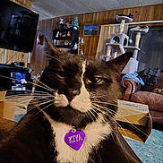 Kyia is registered to the contest to win money with this photo: armchair, black_and_white_cat, cardboard_box, cat, cat_tree, cozy, domestic_animal, floor, furniture, home, indoor, living_room, multiple_cats, pet_tag, relaxing, rug, television, whiskers, window, wood_paneling