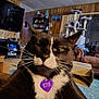 armchair, black_and_white_cat, cardboard_box, cat, cat_tree, cozy, domestic_animal, floor, furniture, home, indoor, living_room, multiple_cats, pet_tag, relaxing, rug, television, whiskers, window, wood_paneling