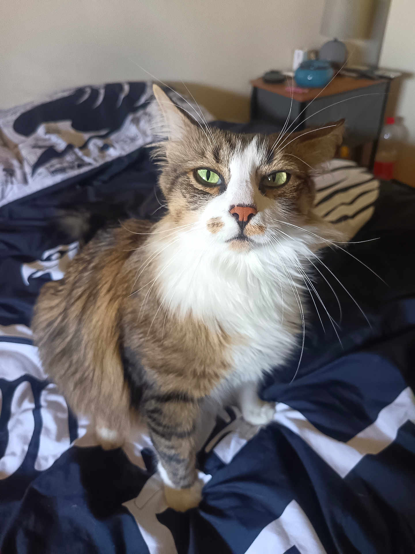 Jaguar participe au concours pour gagner de l'argent avec cette photo : cat, tabby, green_eyes, fluffy, bed, bedspread, indoor, pet, animal, whiskers, fur, domestic_cat, striped, cute, mammal, feline, looking_at_camera, household, cozy, resting_place