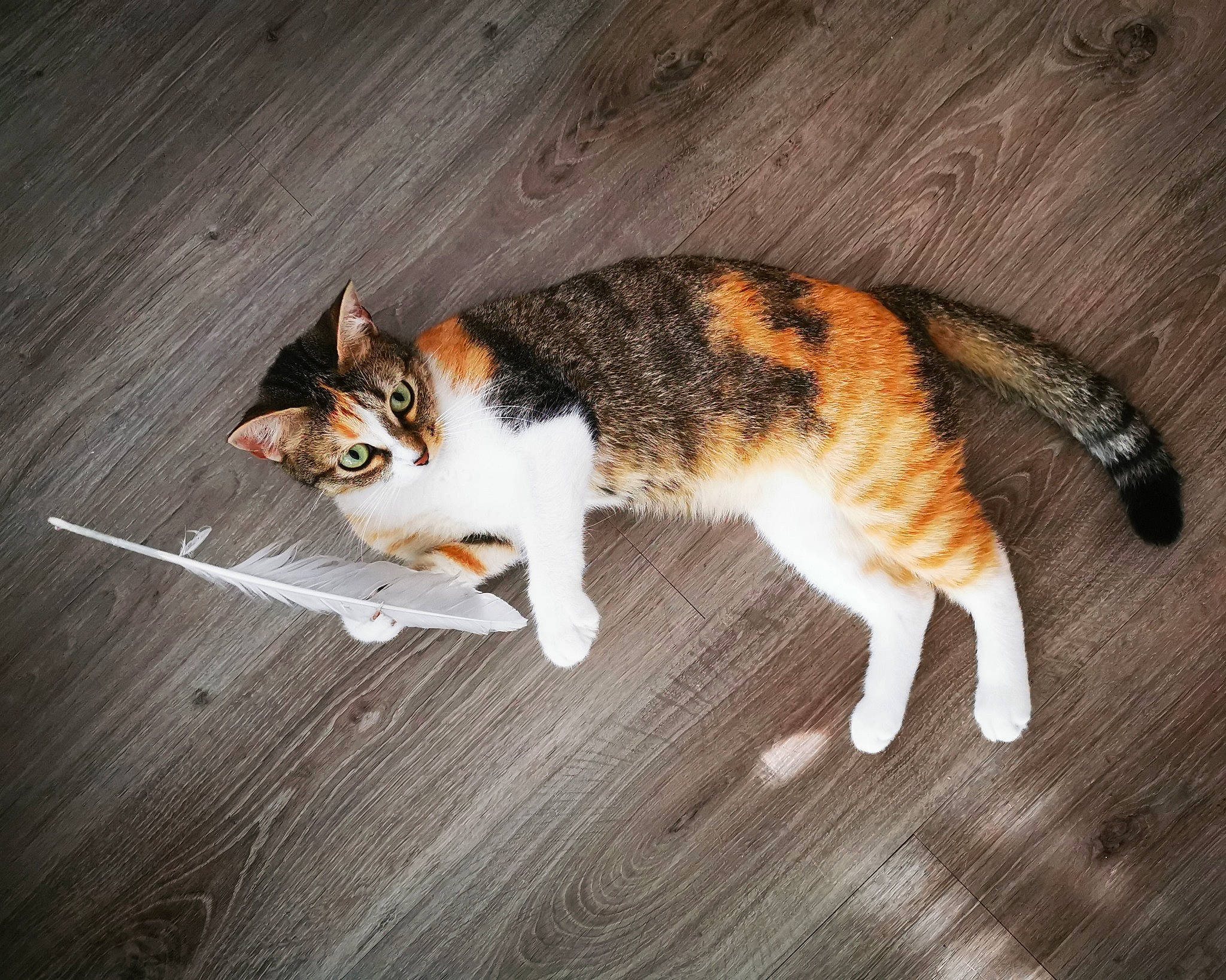 Croquette participe au concours pour gagner de l'argent avec cette photo : aegean_cat, american_wirehair, carnivore, cat, domestic_short_haired_cat, european_shorthair, eye, felidae, floor, flooring, fur, kitten, leg, sky, small_to_medium_sized_cats, snapshot, tabby_cat, tail, whiskers, wood