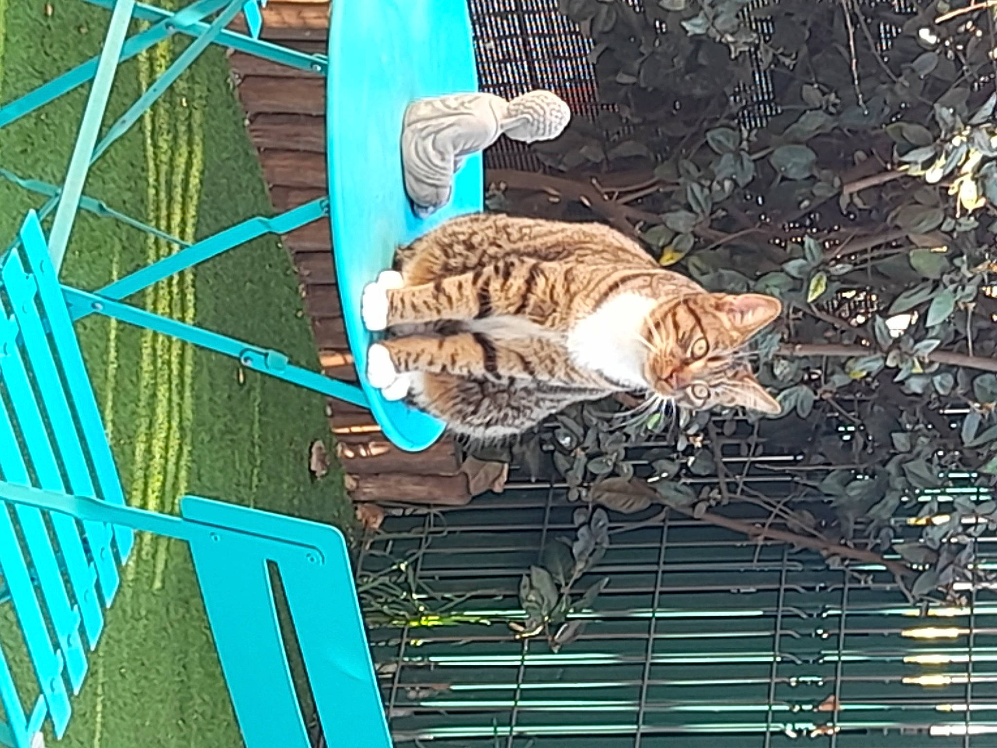 Simba participe au concours pour gagner de l'argent avec cette photo : animal_shelter, art, cage, carnivore, cat, domestic_short_haired_cat, electric_blue, felidae, fur, mesh, organism, pet_supply, plant, small_to_medium_sized_cats, tail, terrestrial_animal, visual_arts, whiskers, wildlife, wood