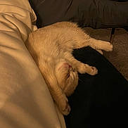 Sunday participe au concours pour gagner de l'argent avec cette photo : animal, architecture, bed, bedroom, blanket, building, canine, cat, chair, couch, cushion, furniture, homedecor, indoors, kitten, livingroom, person, pet, room, sleeping