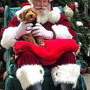 Jackson joined the competition — help win amazing prizes! santa_claus, dog, puppy, christmas_tree, christmas_decorations, holiday, festive, red_suit, white_beard, glasses, hat, chair, furry_boots, gloves, indoors, smiling, pet, celebration, pine_cones, red_blanket