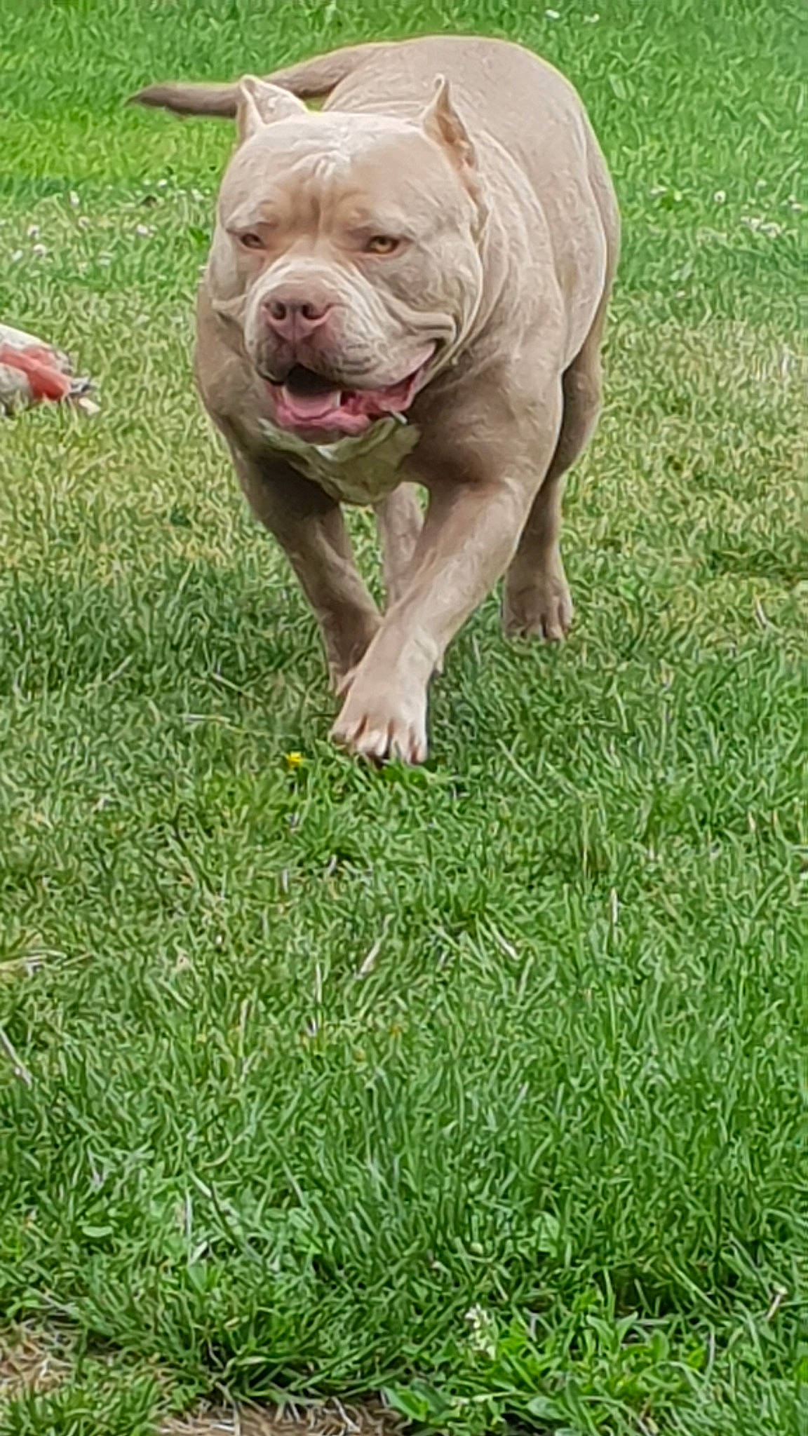 Rina participe au concours pour gagner de l'argent avec cette photo : american_bulldog, american_pit_bull_terrier, canidae, carnivore, dog, dog_breed, fawn, grass, mammal, molosser, non_sporting_group, pit_bull, plant, rare_breed_dog, sporting_group, vertebrate