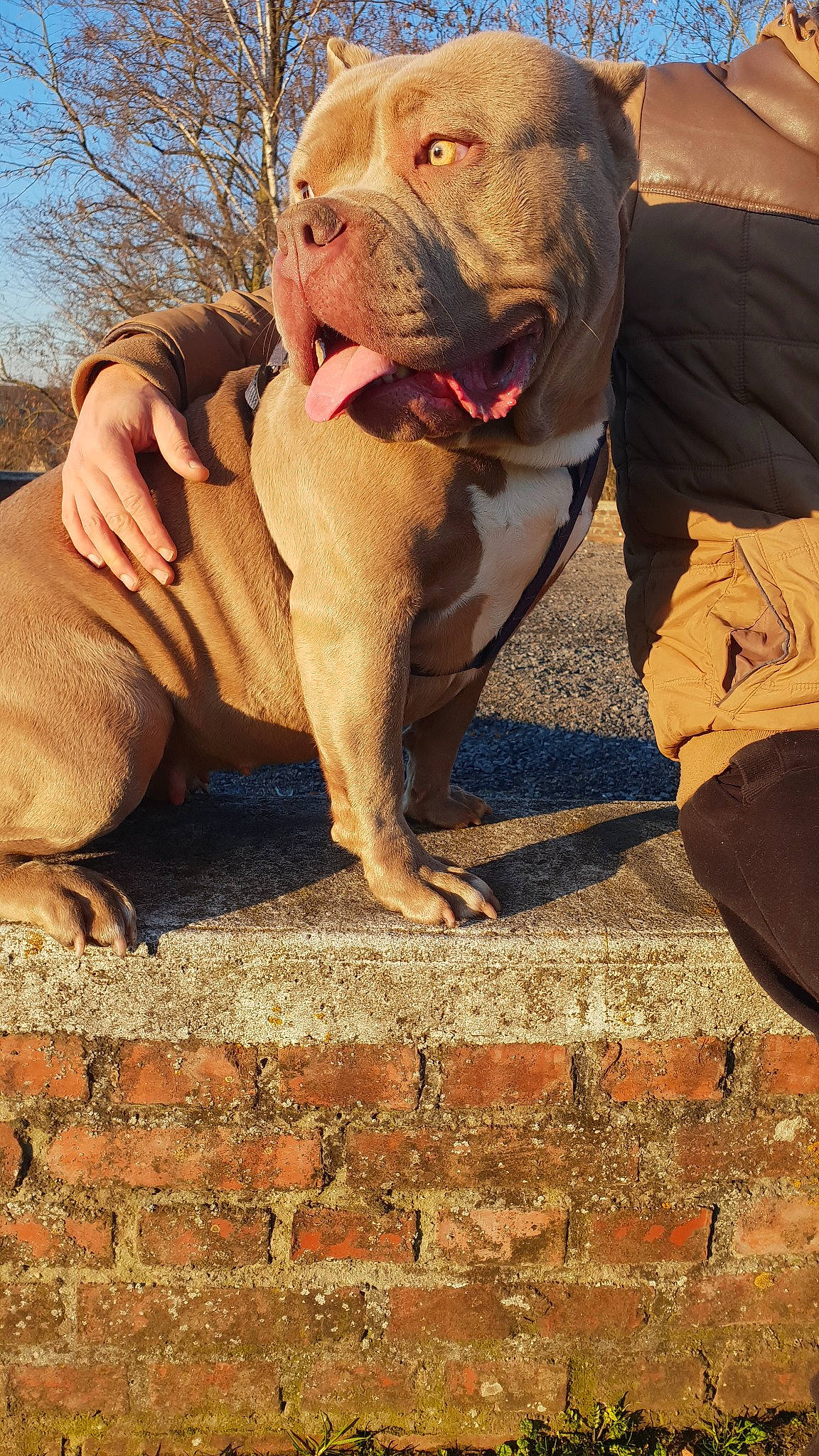 Rina a rejoint le concours — aidez-le/la à gagner de superbes lots ! american_bulldog, american_pit_bull_terrier, american_staffordshire_terrier, bandog, bulldog, canidae, carnivore, dog, dog_breed, dogue_de_bordeaux, fawn, korean_mastiff, mammal, molosser, non_sporting_group, pit_bull, sporting_group, vertebrate