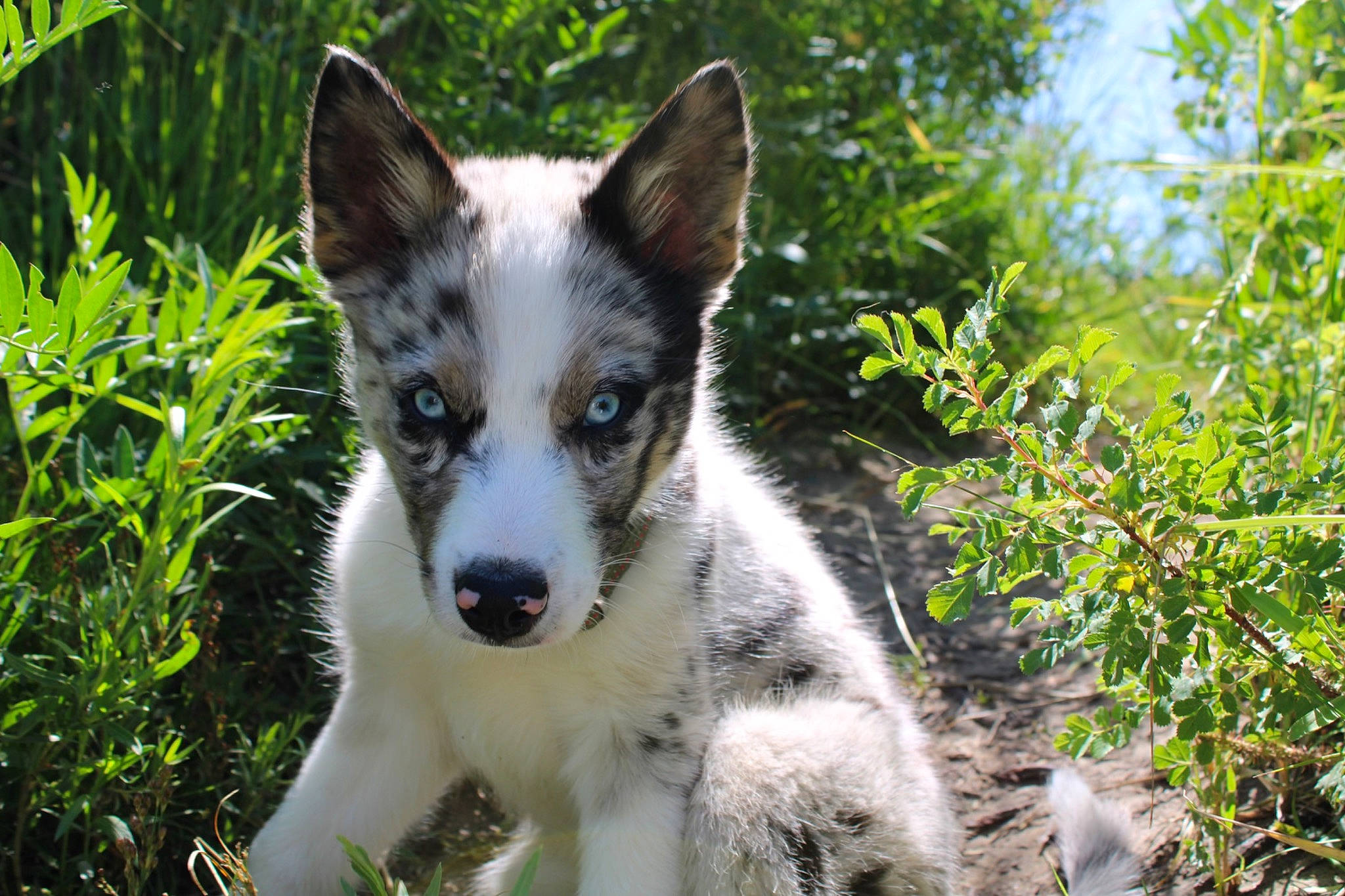 Toad is registered to the contest to win money with this photo: art, canidae, carnivore, companion_dog, dog, dog_breed, fur, grass, herding_dog, plant, siberian_husky, sled_dog, sporting_group, terrestrial_animal, whiskers, working_dog