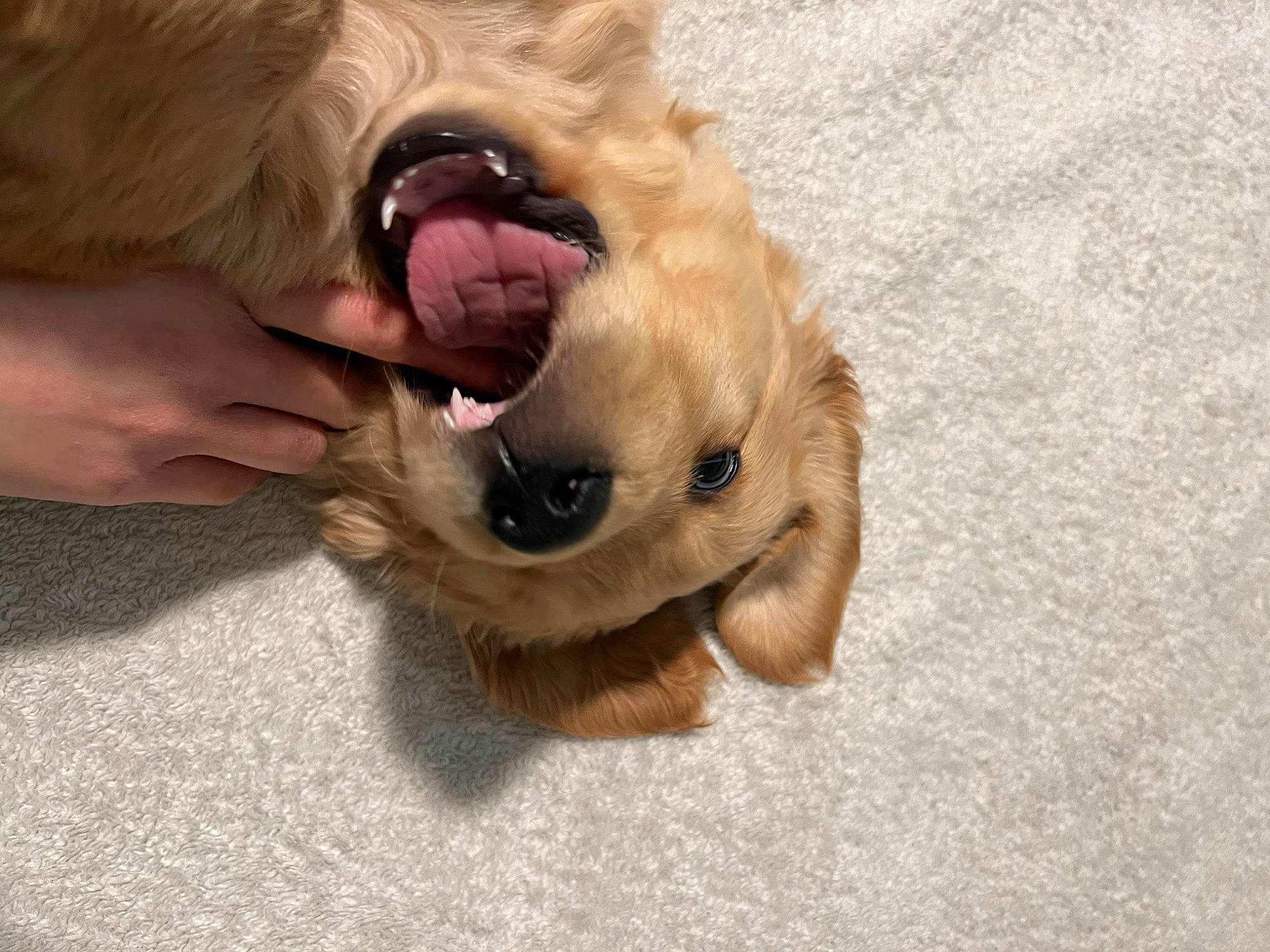 Chubby is registered to the contest to win money with this photo: canidae, carnivore, claw, companion_dog, dog, dog_breed, dog_toy, fawn, fur, gesture, paw, snout, sporting_group, stuffed_toy, toy, toy_dog, whiskers, working_animal, wrinkle, yawn