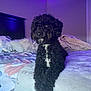 Oreo is registered to the contest to win money with this photo: dog, bed, blanket, pillow, curly_hair, black_dog, indoor, purple_light, furniture, pet, resting, cozy, fur, canine, animal, relaxed, home, comfort, sleep_area, decor