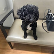 Oreo joined the competition — help win amazing prizes! dog, black_dog, curly_fur, pet, bench, indoor, handbag, floor, fur, animal, seat, cute, small_dog, waiting, looking, puppy, household, domestic_animal, furniture, companion