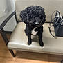 dog, black_dog, curly_fur, pet, bench, indoor, handbag, floor, fur, animal, seat, cute, small_dog, waiting, looking, puppy, household, domestic_animal, furniture, companion