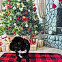 Oreo joined the competition — help win amazing prizes! dog, black_dog, christmas_tree, holiday, presents, wrapped_gifts, plaid_bandana, fireplace, stocking, stone_fireplace, red_and_black_rug, festive, indoor, decorations, ornaments, ribbon_bow, window, curtains, floor, holiday_season