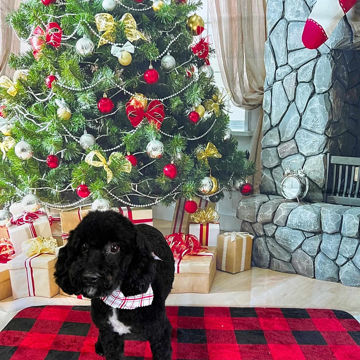 Oreo joined the competition — help win amazing prizes! black_dog, christmas_tree, curtains, decorations, dog, festive, fireplace, floor, holiday, holiday_season, indoor, ornaments, plaid_bandana, presents, red_and_black_rug, ribbon_bow, stocking, stone_fireplace, window, wrapped_gifts