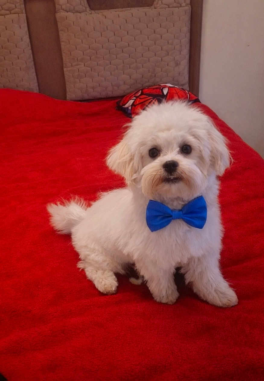 Puffy a rejoint le concours — aidez-le/la à gagner de superbes lots ! dog, white_dog, small_dog, bow_tie, blue_bow_tie, red_bed, blanket, fluffy, cute, sitting, portrait, indoor, looking_at_camera, eyes, nose, paws, head, pillow, fabric, pet
