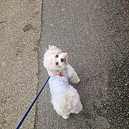 Puffy participe au concours pour gagner de l'argent avec cette photo : dog, small_dog, white_dog, fluffy, leash, jacket, harness, sidewalk, pavement, gravel, shoe, slipper, walking, pet, looking_up, cute, outdoor, portrait, owner_present, street