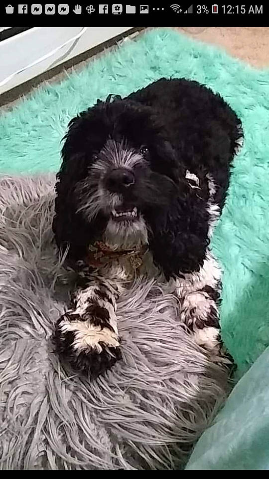 Kisses is registered to the contest to win money with this photo: affenpinscher, bolonka, canidae, carnivore, cavapoo, cockapoo, dog, dog_breed, havanese, kyi_leo, maltepoo, mammal, portuguese_water_dog, puppy, schnoodle, shih_poo, shih_tzu, spanish_water_dog, sporting_group, vertebrate