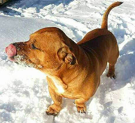 Buddha The Ol Man Dog is registered to the contest to win money with this photo: canidae, carnivore, collar, companion_dog, dog, dog_breed, dog_collar, fawn, guard_dog, hound, liver, mammal, non_sporting_group, snow, tail, terrestrial_animal, water, whiskers, winter, working_animal