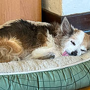 Bella joined the competition — help win amazing prizes! dog, sleeping, pet_bed, tongue_out, fluffy, indoor, wooden_floor, cozy, resting, ears, fur, cute, animal, companion, relaxed, home, brown, white, small_dog, tired