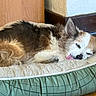 dog, sleeping, pet_bed, tongue_out, fluffy, indoor, wooden_floor, cozy, resting, ears, fur, cute, animal, companion, relaxed, home, brown, white, small_dog, tired