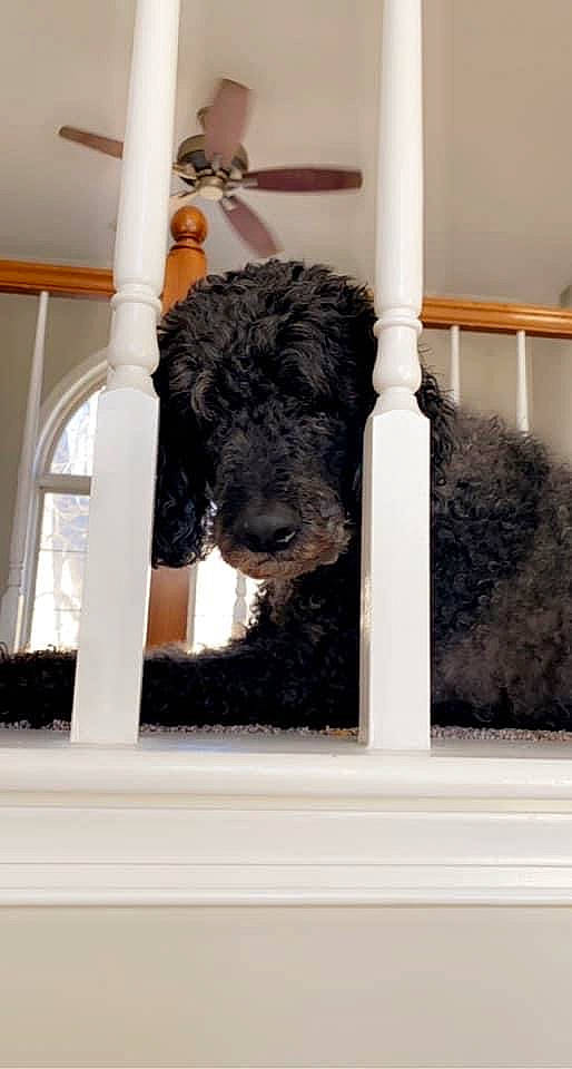 Fred is registered to the contest to win money with this photo: canidae, carnivore, companion_dog, dog, dog_breed, fur, labradoodle, non_sporting_group, rectangle, room, snout, sporting_group, terrier, toy_dog, water_dog, working_animal