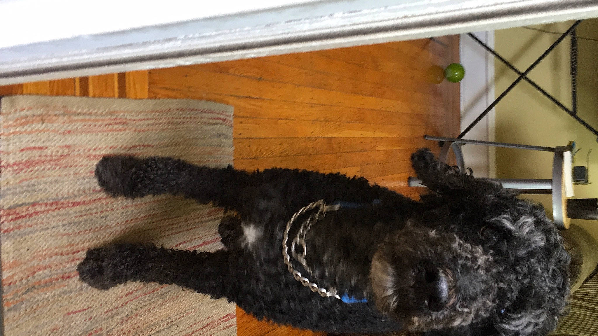 Fred joined the competition — help win amazing prizes! black_cat, canidae, carnivore, companion_dog, dog, dog_breed, domestic_short_haired_cat, fawn, felidae, flooring, fur, hardwood, small_to_medium_sized_cats, snout, sporting_group, tail, whiskers, wood, wood_stain, working_animal