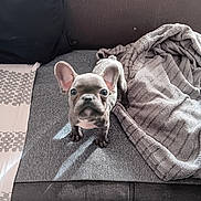 Ava a rejoint le concours — aidez-le/la à gagner de superbes lots ! animal, blanket, companion, couch, cozy, curious, dog, domestic_animal, ears, french_bulldog, fur, home, indoor, living_room, looking_up, pet, puppy, small_dog, soft_texture, young_dog