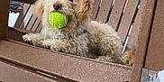 Canelo joined the competition — help win amazing prizes! dog, tennis_ball, adirondack_chair, snow, mountain, outdoor, curly_fur, pet, playful, winter, fence, wood, cloudy_sky, animal, leisure, resting, nature, recreation, daytime, cold