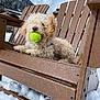 dog, tennis_ball, adirondack_chair, snow, mountain, outdoor, curly_fur, pet, playful, winter, fence, wood, cloudy_sky, animal, leisure, resting, nature, recreation, daytime, cold