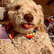 Canelo joined the competition — help win amazing prizes! dog, curly_fur, bow_tie, rainbow, tongue_out, close_up, pet, cute, fluffy, indoor, blanket, cozy, playful, animal, mammal, portrait, fur, nose, whiskers, relaxed