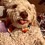 dog, curly_fur, bow_tie, rainbow, tongue_out, close_up, pet, cute, fluffy, indoor, blanket, cozy, playful, animal, mammal, portrait, fur, nose, whiskers, relaxed