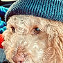 Canelo is registered to the contest to win money with this photo: dog, curly_fur, close_up, hat, blue_hat, pet, animal, car_interior, seat, window, daylight, cute, portrait, mammal, nose, whiskers, ears, fur_texture, looking_away, indoors