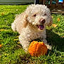 Canelo joined the competition — help win amazing prizes! dog, grass, pumpkin, outdoor, sunlight, curly_fur, pet, animal, autumn, playful, chewing, happy, nature, summer, garden, leaf, orange, cute, canine, daytime