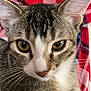 Yuta is registered to the contest to win money with this photo: cat, tabby, close_up, yellow_eyes, whiskers, fur, pet, animal, face, ears, nose, plaid_background, red, blue, white, domestic_cat, portrait, indoor, curious, feline