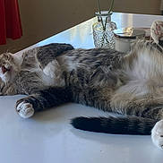 Yuta is registered to the contest to win money with this photo: cat, tabby, feline, sleeping, relaxed, paws, white_table, indoor, vase, candle, fur, whiskers, peaceful, pet, domestic, animal, cozy, resting, closeup, tabletop