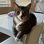 Yuta joined the competition — help win amazing prizes! cat, tabby, white_paws, table, chair, indoor, window, blinds, pet, animal, feline, curious, relaxed, home, fur, whiskers, ears, face, looking, sitting
