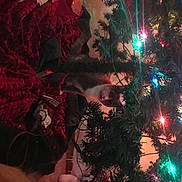 Lexi joined the competition — help win amazing prizes! branch, christmas, christmas_decoration, christmas_ornament, christmas_tree, darkness, event, evergreen, holiday, holiday_ornament, larch, light, magenta, midnight, ornament, plant, purple, space, tree, twig