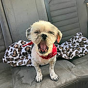 Bealey joined the competition — help win amazing prizes! animal, blanket, car_seat, companion, cute, dog, fur, inside_car, leather_seat, leopard_print, mouth_open, paw, pet, red_bandana, sitting, small_dog, tired, tongue, vehicle, yawning