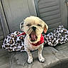 animal, blanket, car_seat, companion, cute, dog, fur, inside_car, leather_seat, leopard_print, mouth_open, paw, pet, red_bandana, sitting, small_dog, tired, tongue, vehicle, yawning