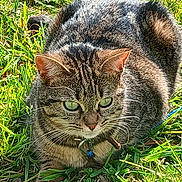 Nenette participe au concours pour gagner de l'argent avec cette photo : cat, tabby_cat, green_eyes, grass, outdoor, sunlight, fur, pet, animal, nature, closeup, collar, leaf, ground, whiskers, daylight, mammal, cute, resting, curious