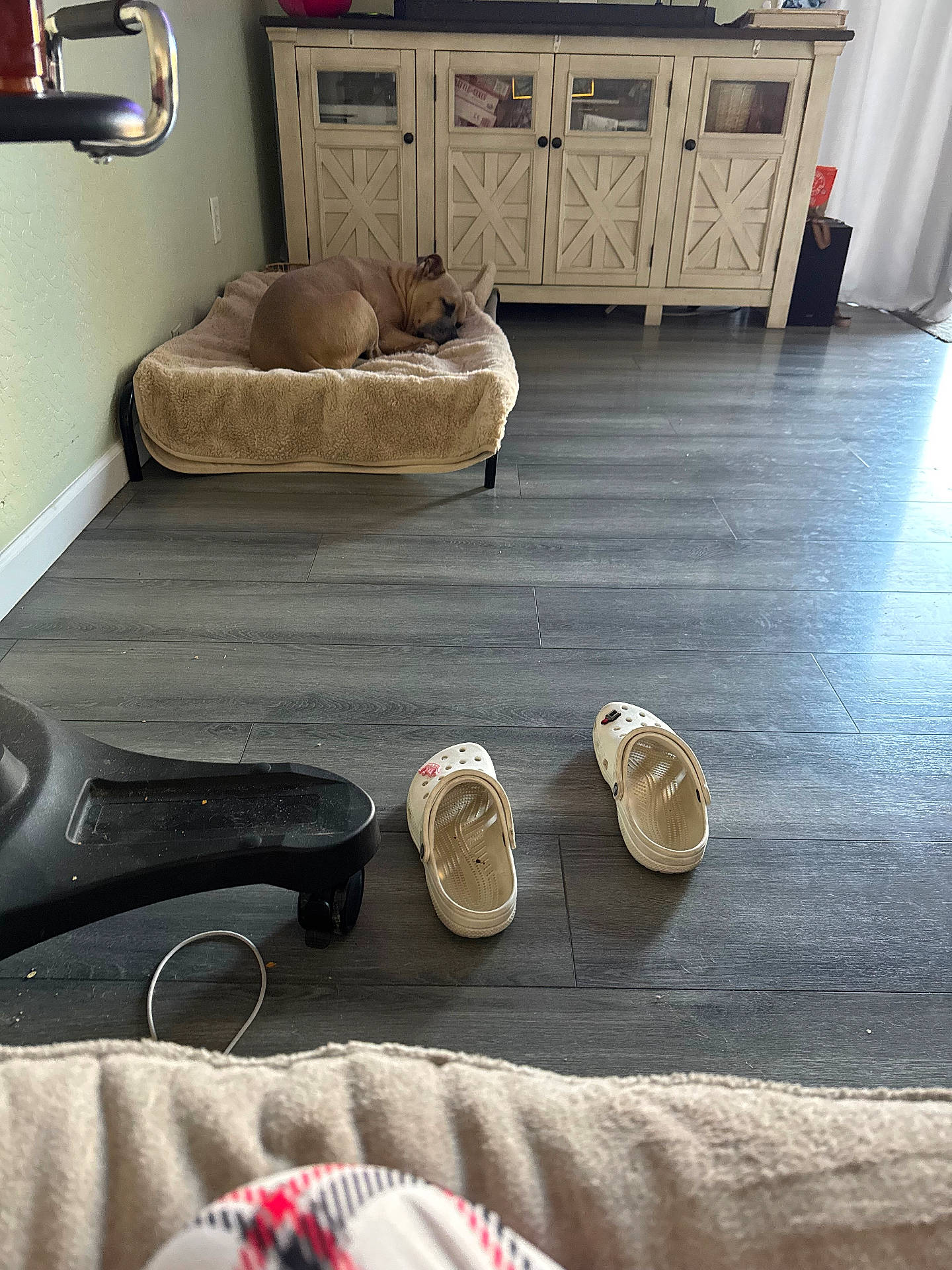 Sonny Corinthos is registered to the contest to win money with this photo: blanket, cabinet, calm, chair, cozy, crocs, dog, dog_bed, flooring, furniture, home, indoor, light, pet, quiet, relaxation, resting, shoes, sleeping, wooden_floor